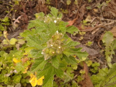 Fuertesimalva limensis