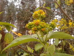 Smallanthus pyramidalis