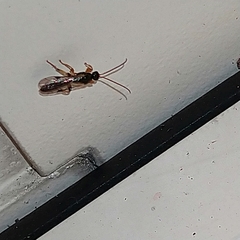 Ichneumon sarcitorius