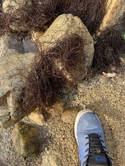 Gracilaria chilensis