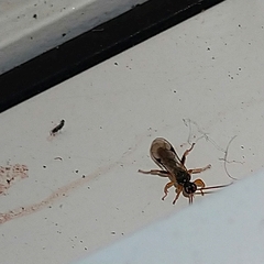 Ichneumon sarcitorius