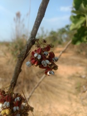 Curatella americana