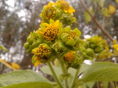 Smallanthus pyramidalis