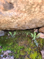 Myriopteris gracilis