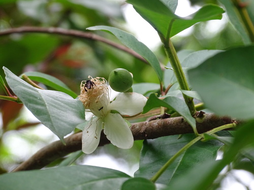 Psidium friedrichsthalianum, photograph 4