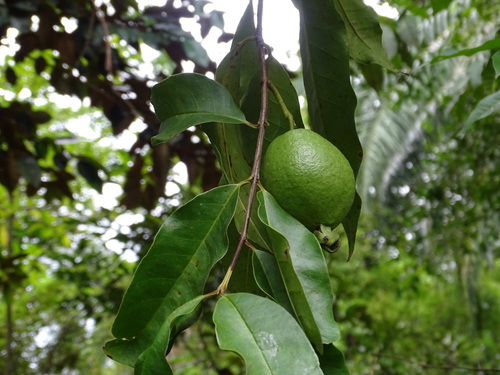 Psidium friedrichsthalianum, photograph 1