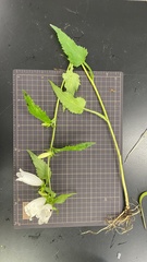 Campanula punctata punctata