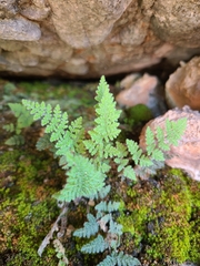 Myriopteris gracilis