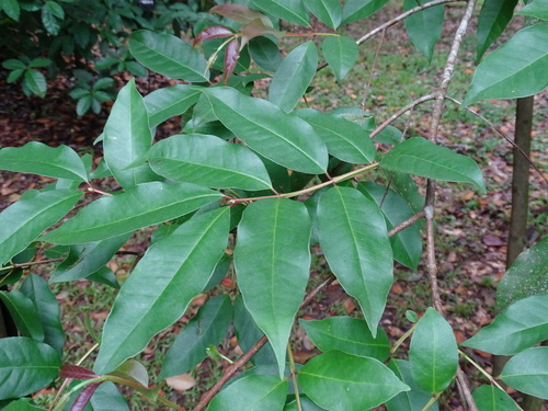 Psidium friedrichsthalianum, photograph 2