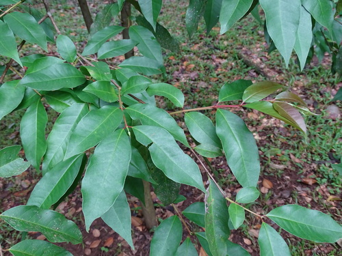 Psidium friedrichsthalianum, photograph 3