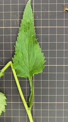 Campanula punctata punctata