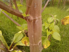 Smallanthus pyramidalis