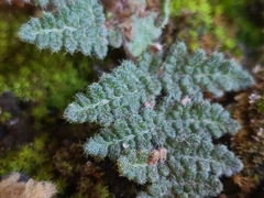 Myriopteris gracilis