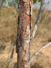 Curatella americana