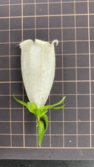 Campanula punctata punctata