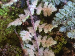 Myriopteris gracilis