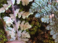 Myriopteris gracilis