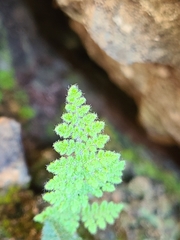 Myriopteris gracilis