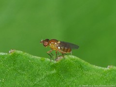 Thaumatomyia pulla