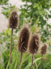 Dipsacus fullonum