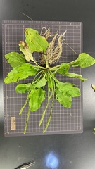Plantago asiatica