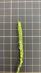 Plantago asiatica