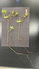 Geranium carolinianum