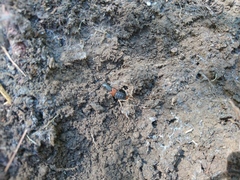 Platydracus phoenicurus