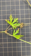 Geranium carolinianum