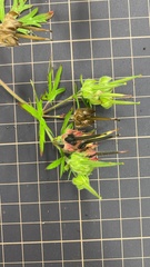 Geranium carolinianum