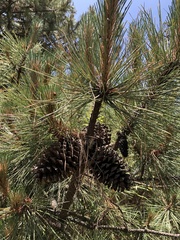 Pinus hartwegii