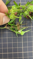 Geranium carolinianum