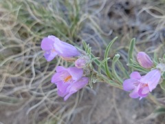 Penstemon auriberbis