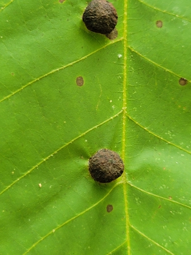 Phylloxera conica