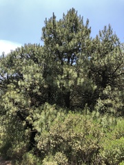 Pinus hartwegii