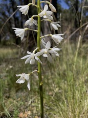 Dipodium punctatum