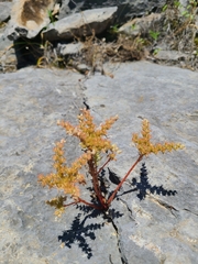 Sedum pulchellum