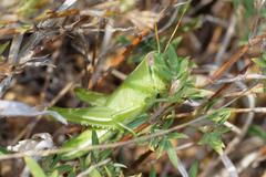 Austracris basalis