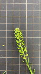 Lepidium virginicum