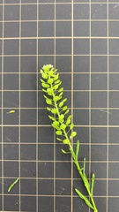 Lepidium virginicum