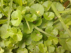 Hydrocotyle bonplandii