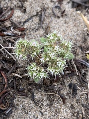 Chorizanthe howellii