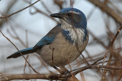 Aphelocoma californica