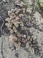 Chorizanthe howellii