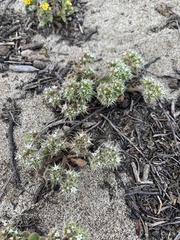 Chorizanthe howellii