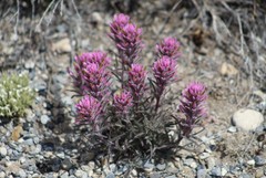 Castilleja angustifolia