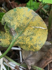 Rossmanomyces pyrolae