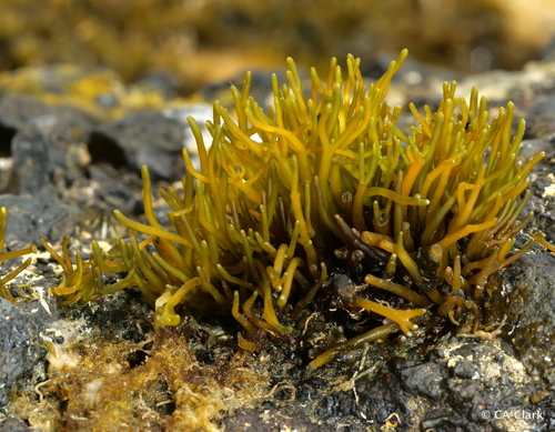 Gymnogongrus durvillei
