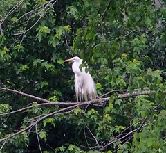 Ardea alba