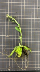 Gamochaeta americana